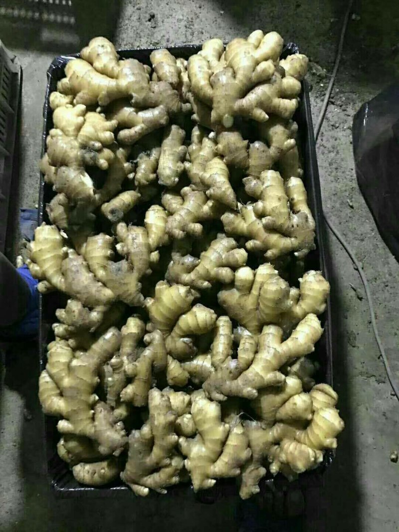 生姜产地直销