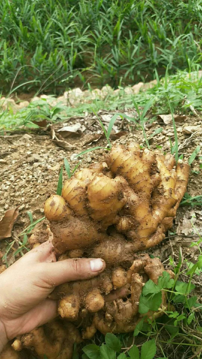 生姜产地直销