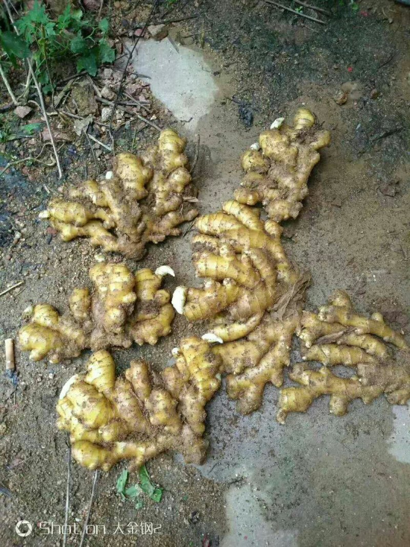 生姜产地直销