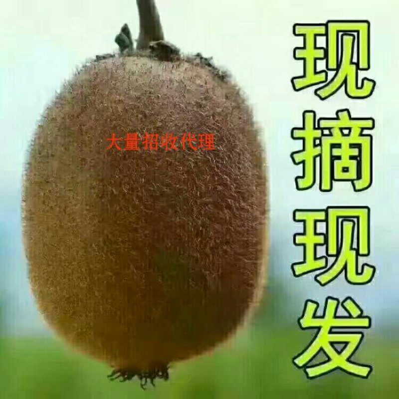 翠香猕猴桃、口感很好。