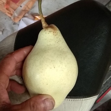 香蕉梨，贵妃梨半斤以上，纸袋包装，