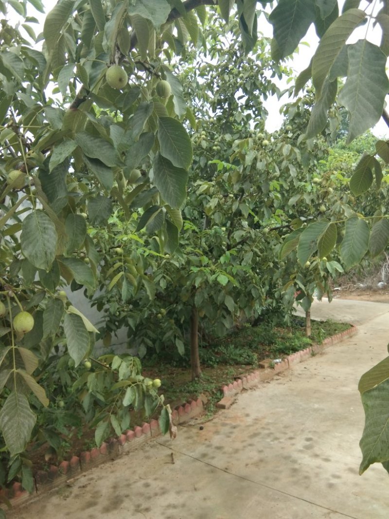 青皮核桃优质辽系核桃清香核桃香菱核桃