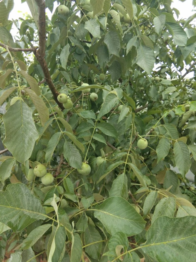 青皮核桃优质辽系核桃清香核桃香菱核桃