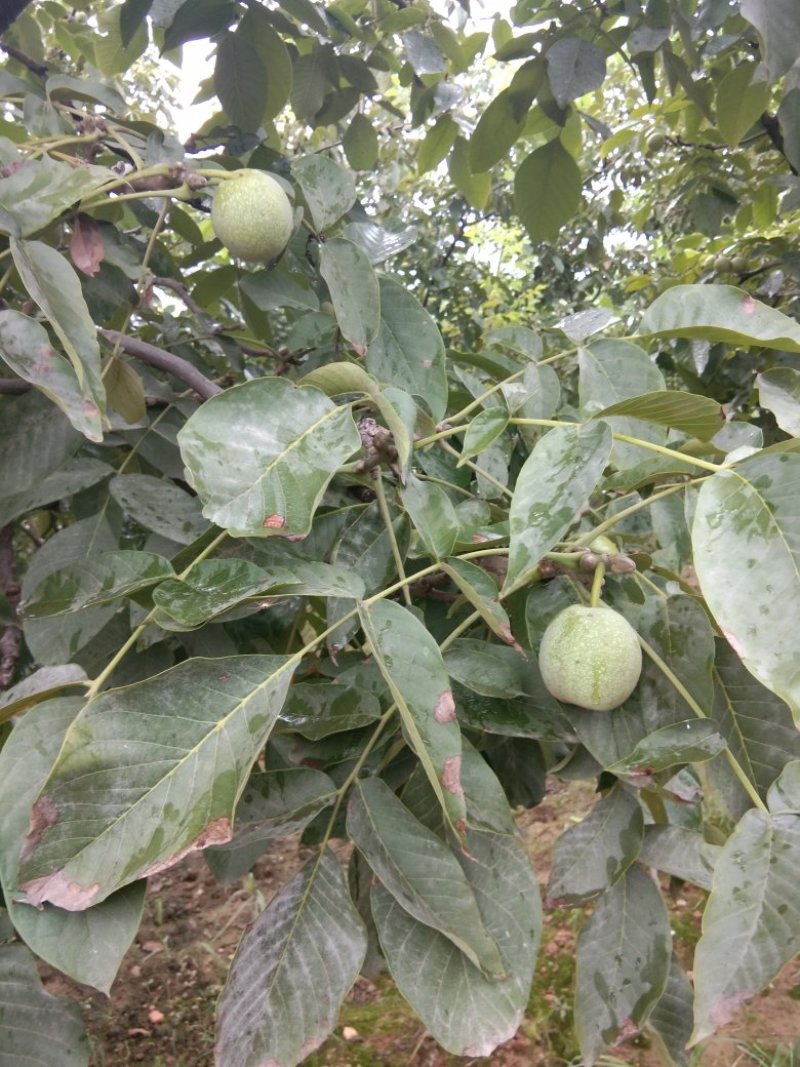 青皮核桃优质辽系核桃清香核桃香菱核桃