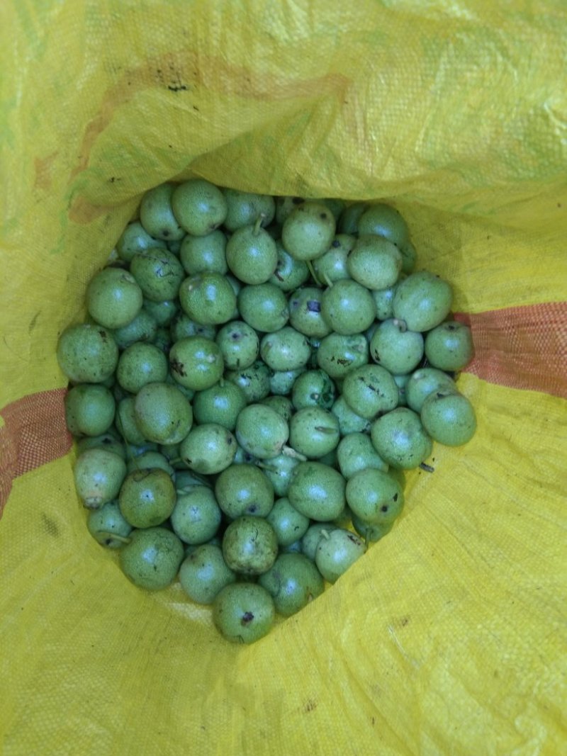 青皮核桃优质辽系核桃清香核桃香菱核桃