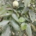 青皮核桃优质辽系核桃清香核桃香菱核桃