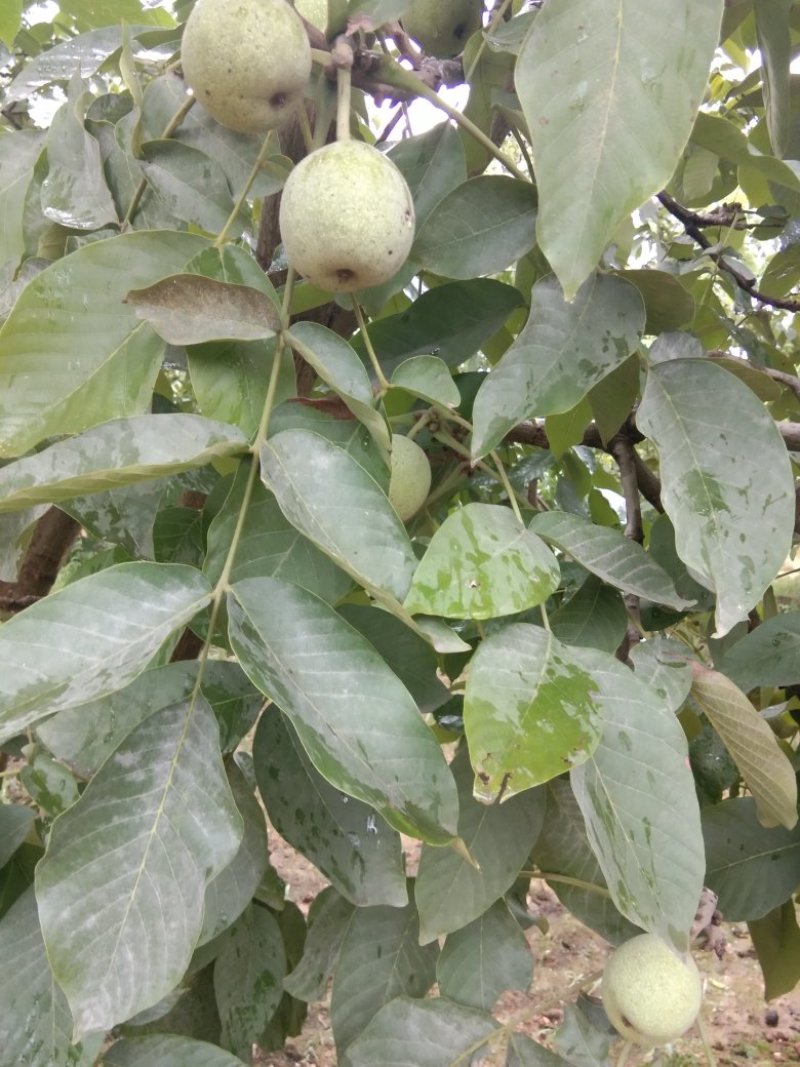 青皮核桃优质辽系核桃清香核桃香菱核桃