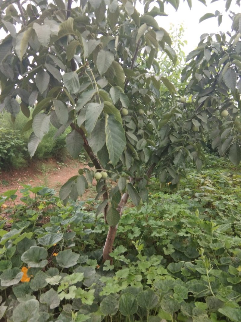 青皮核桃优质辽系核桃清香核桃香菱核桃