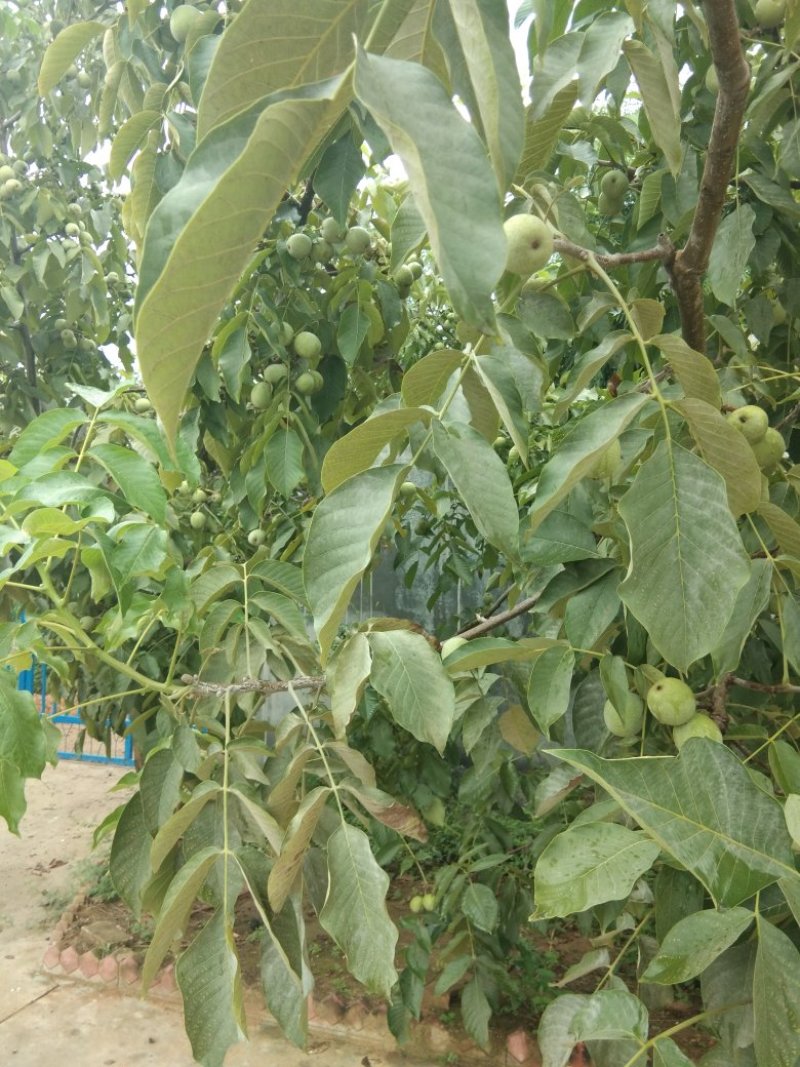 青皮核桃优质辽系核桃清香核桃香菱核桃