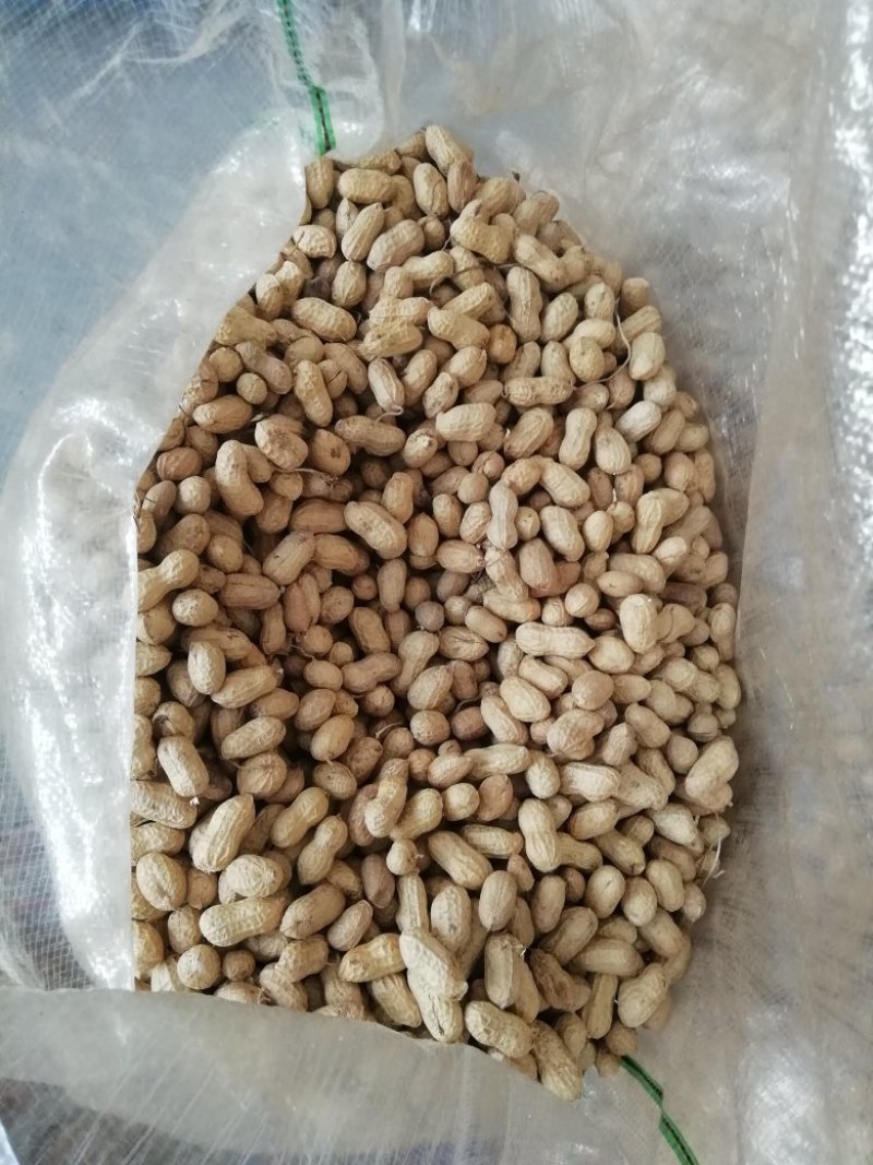 鲜花生，颗粒饱满无嫩果，无杂质