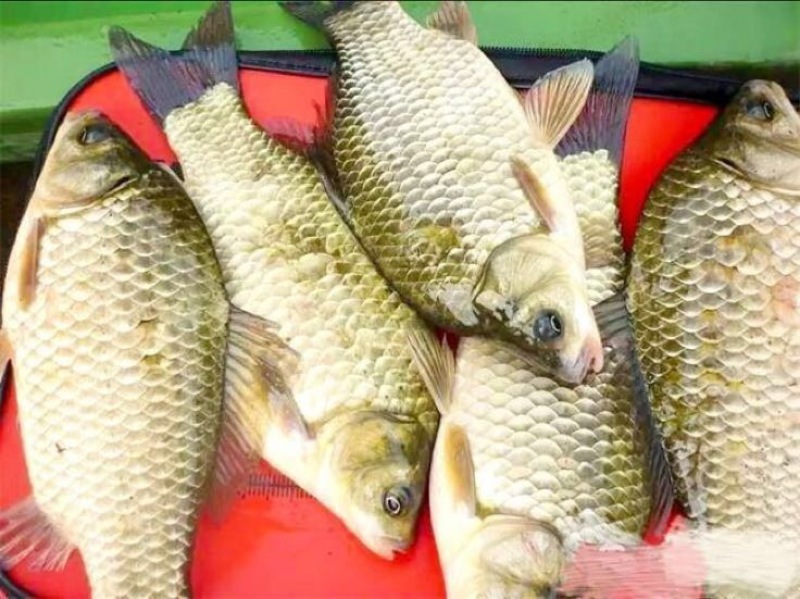 异育银鲫