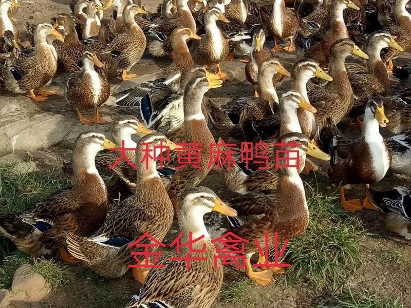 大种黄麻鸭苗