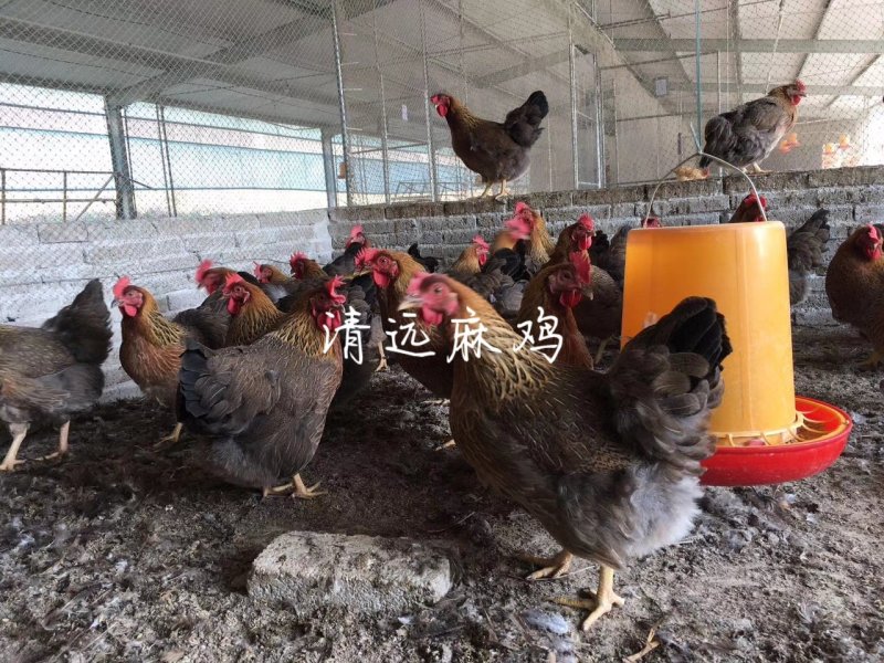 清远麻鸡苗
