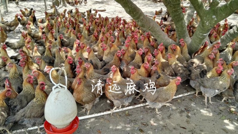 清远麻鸡苗