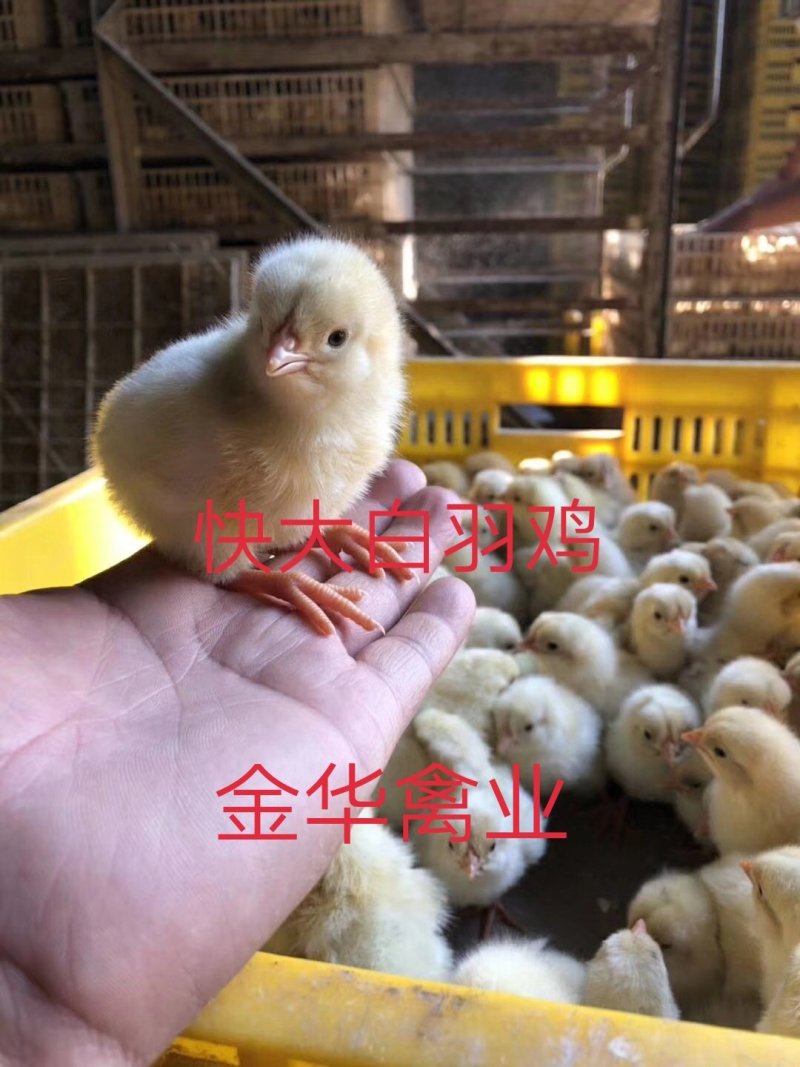 快大白羽鸡鸡苗