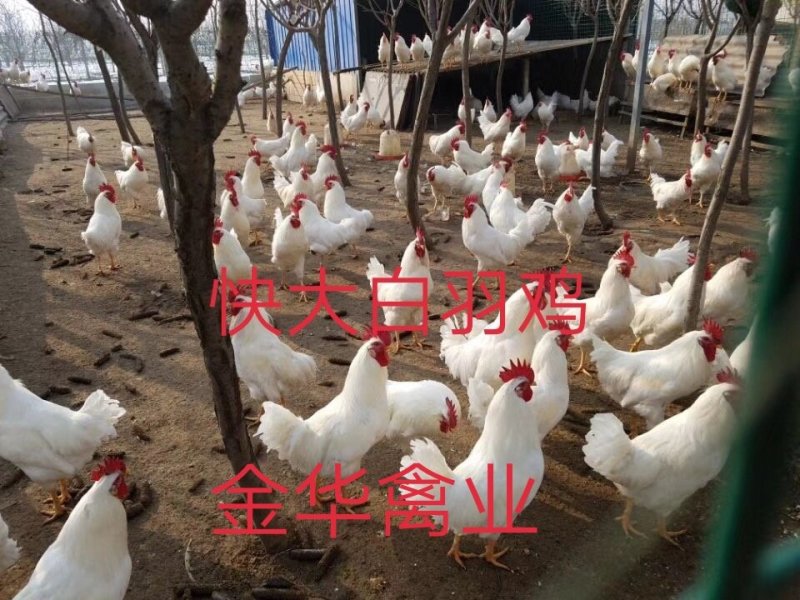快大白羽鸡鸡苗
