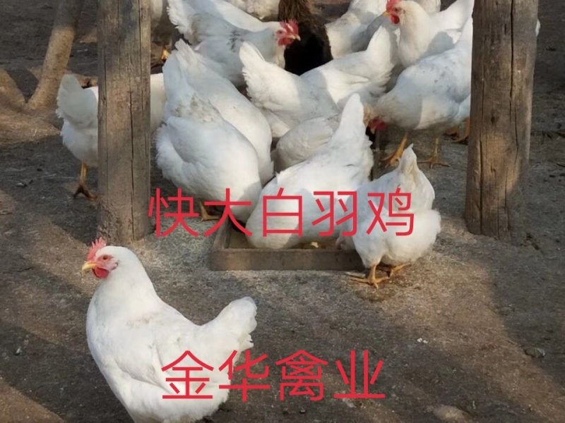 快大白羽鸡鸡苗