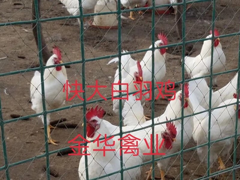 快大白羽鸡鸡苗