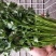 中叶铁杆香菜
