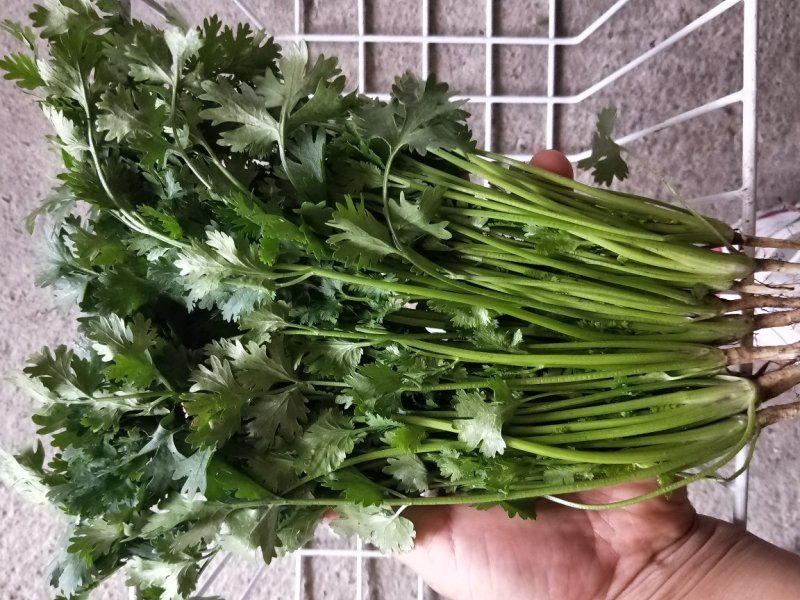 中叶铁杆香菜