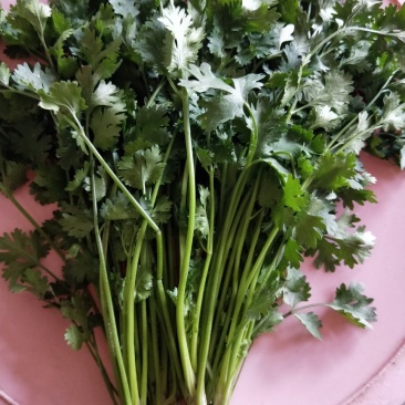 中叶铁杆香菜