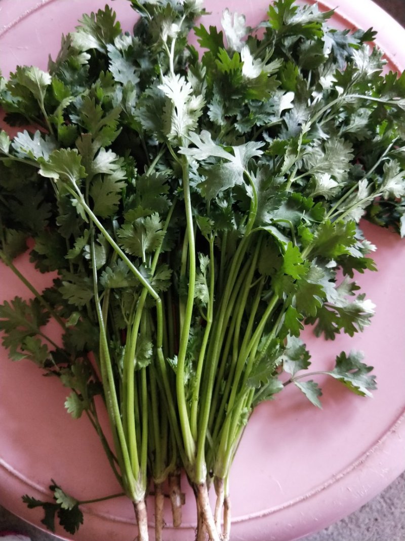 中叶铁杆香菜
