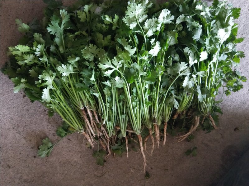 中叶铁杆香菜