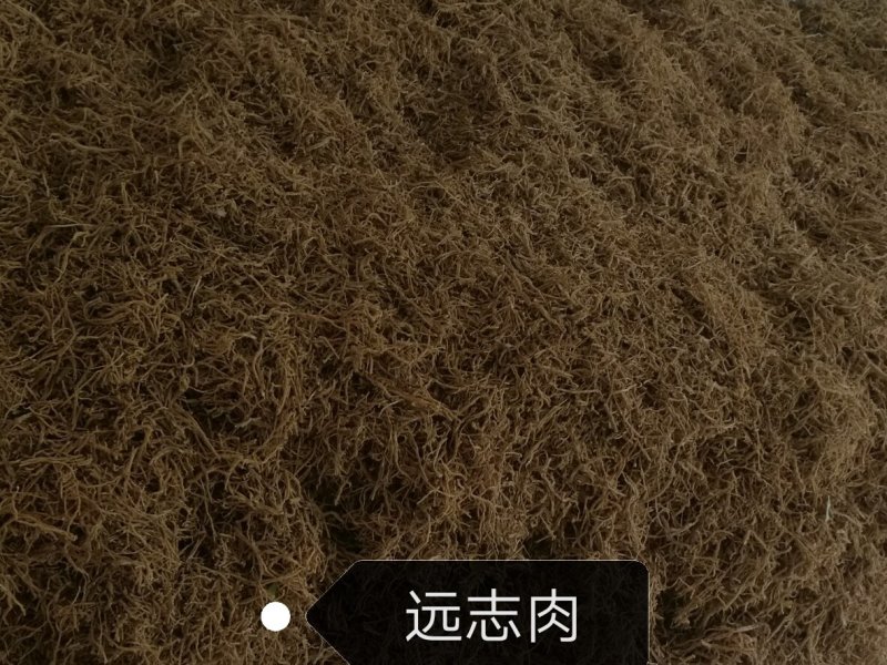 远志棍远志筒远志肉