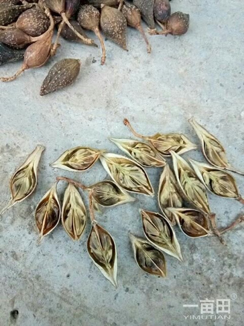 连翘水煮生晒齐全，