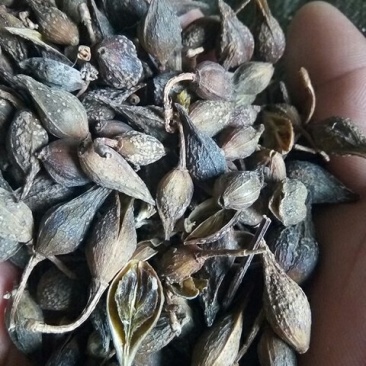 连翘水煮生晒齐全，