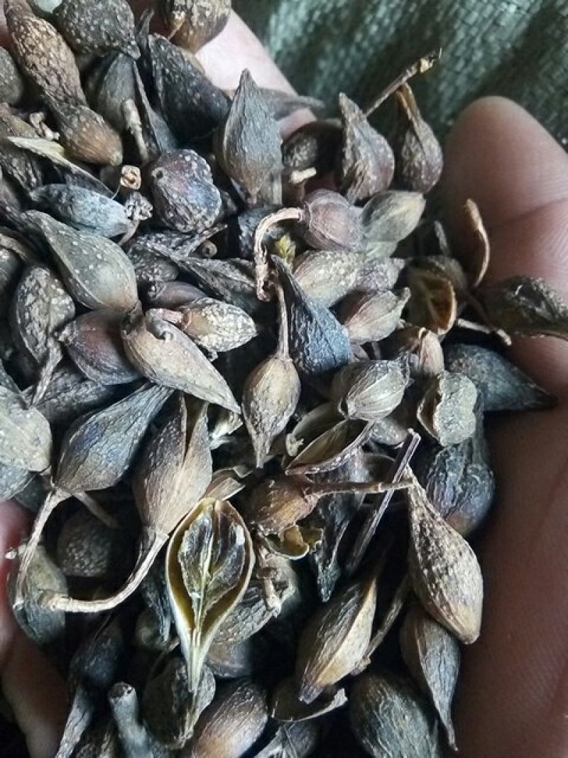 连翘水煮生晒齐全，