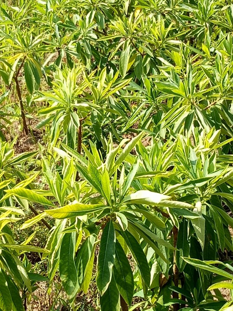 树灯笼，梦香，红叶石楠，