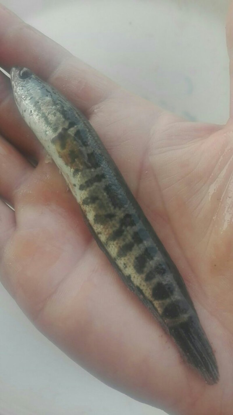 黑鱼苗，10公分左右。