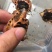 3条大米苗，一条黑底苗，红劲红面，4条打包价格好美丽