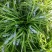 18公分高麦冬草现货随时起苗含土量少供货稳定
