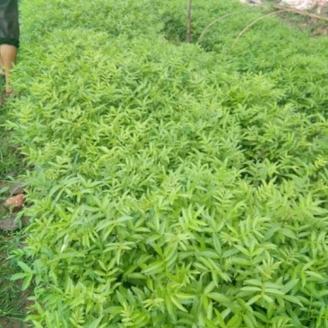 出售青椒苗，红椒苗货源充足