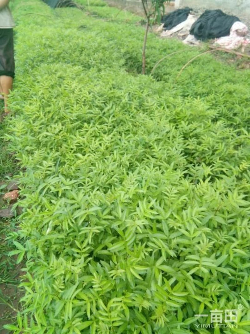 出售青椒苗，红椒苗货源充足