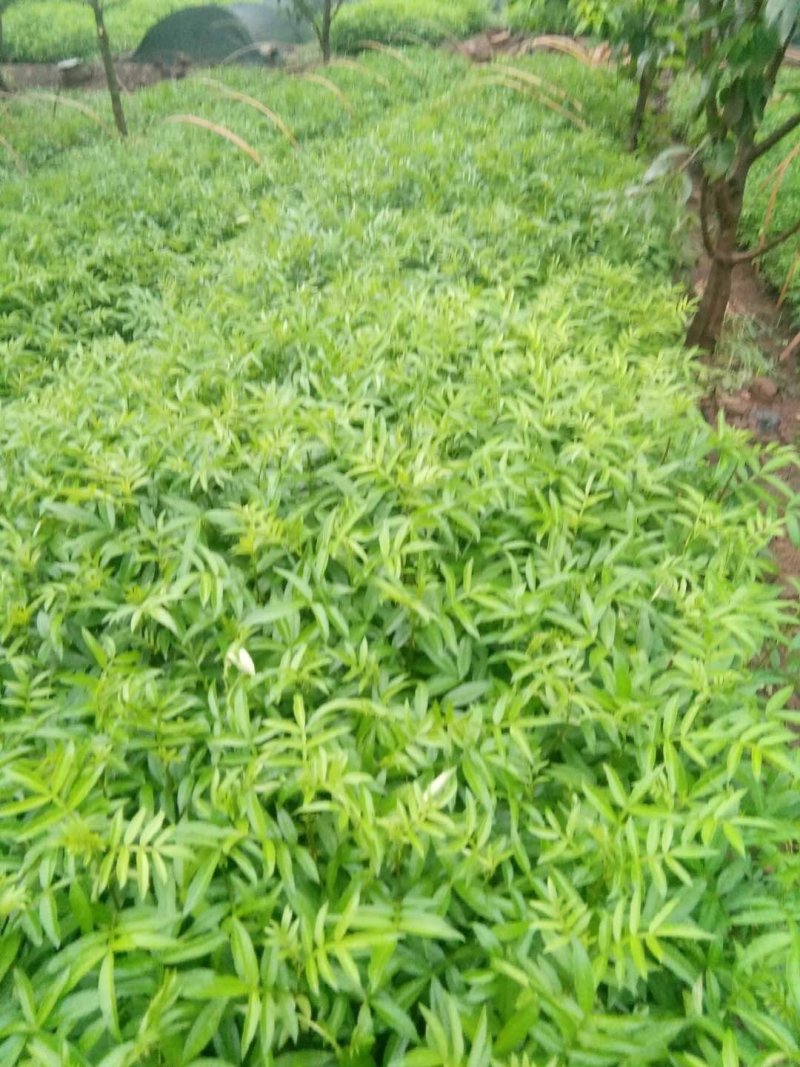 出售青椒苗，红椒苗货源充足