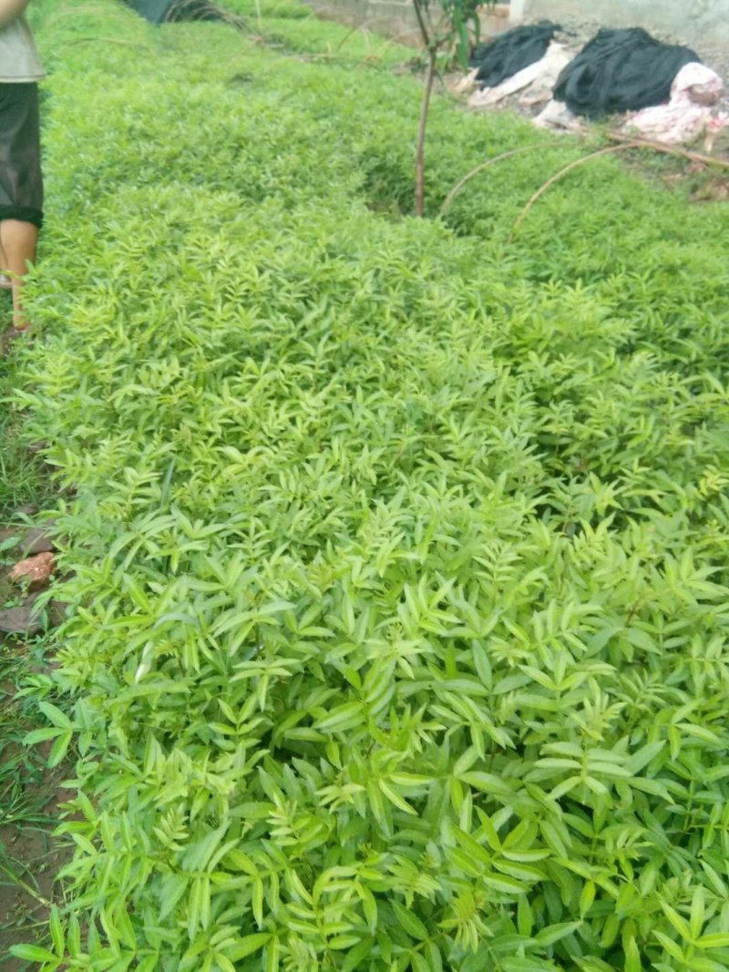 出售青椒苗，红椒苗货源充足