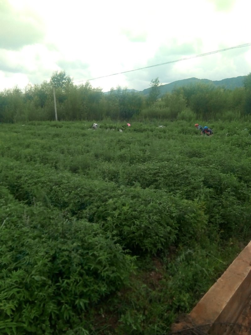 出售青椒苗，红椒苗货源充足