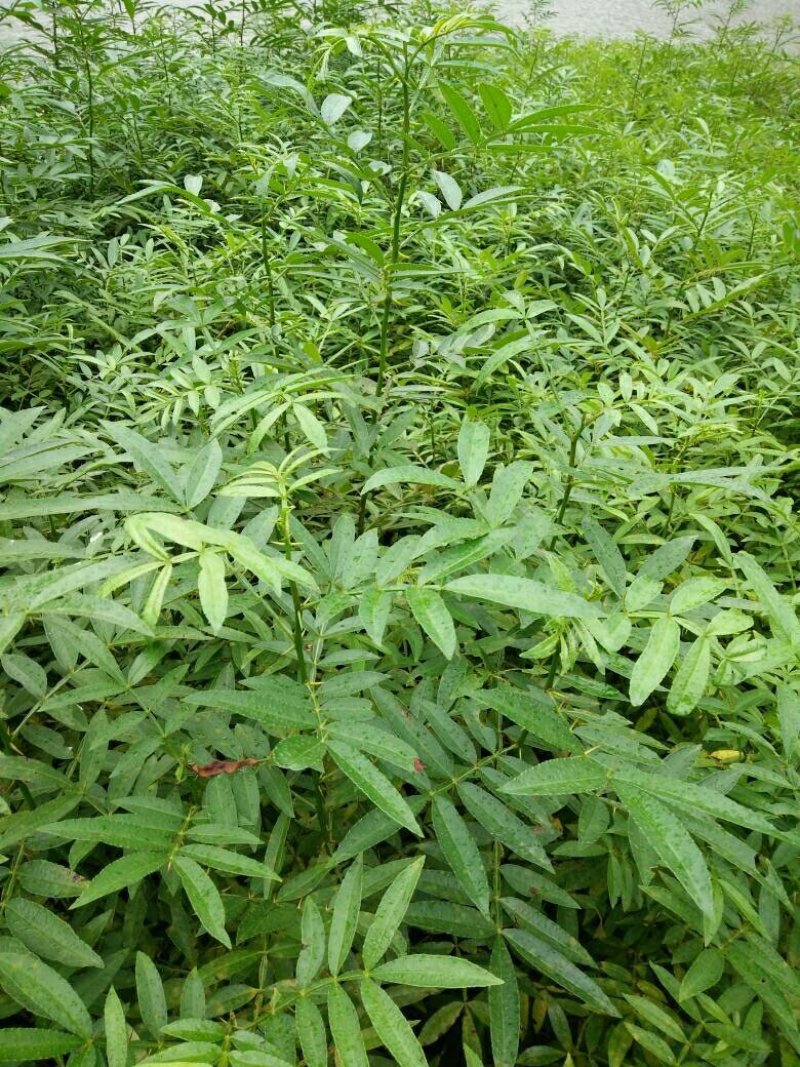 出售青椒苗，红椒苗货源充足