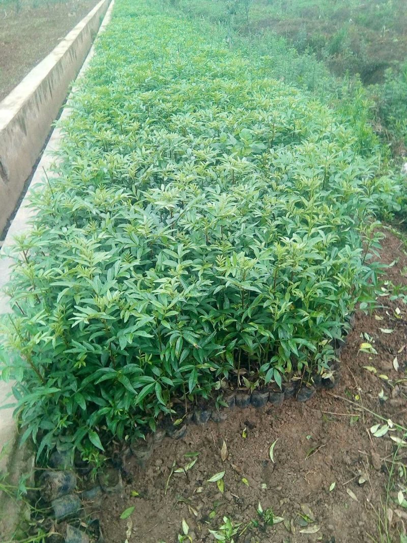 出售青椒苗，红椒苗货源充足