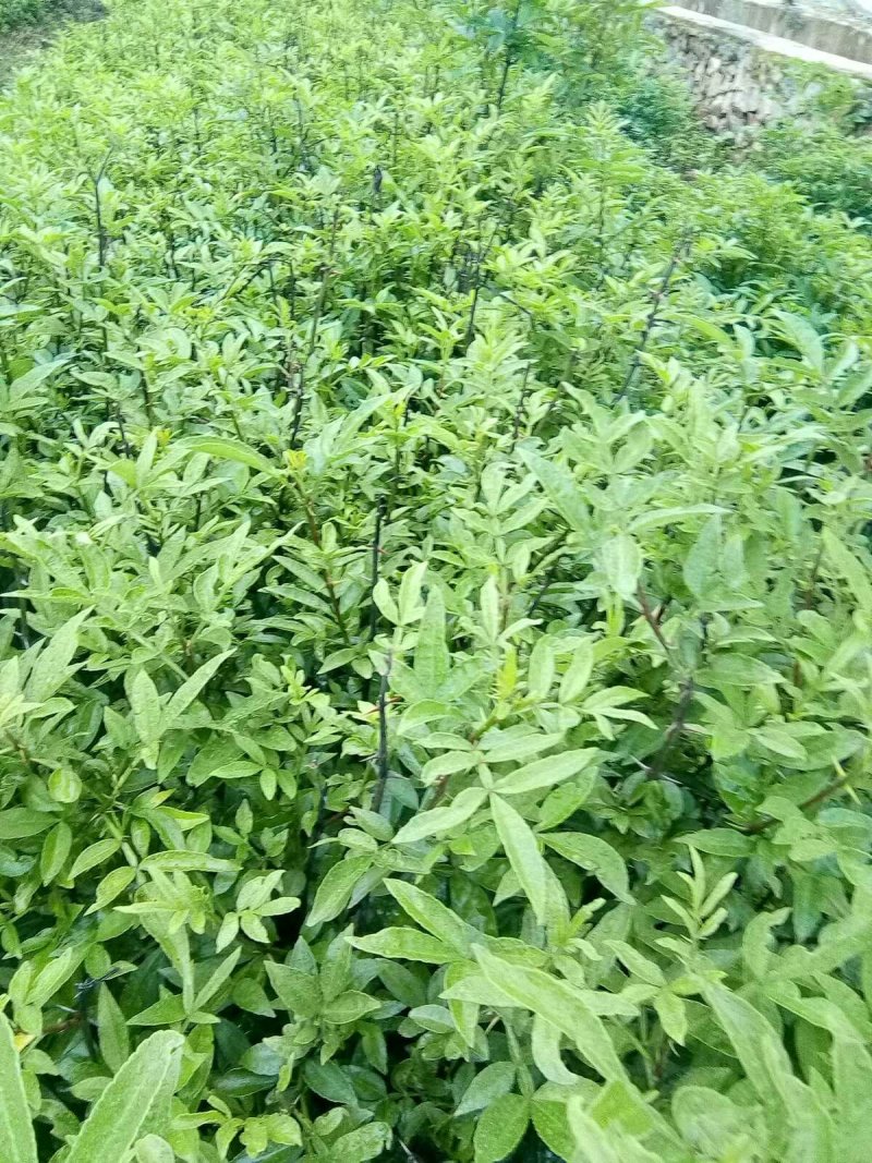 出售青椒苗，红椒苗货源充足
