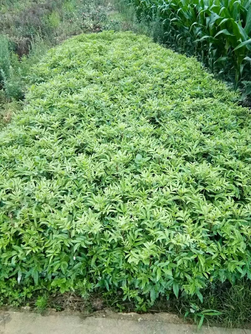 出售青椒苗，红椒苗货源充足