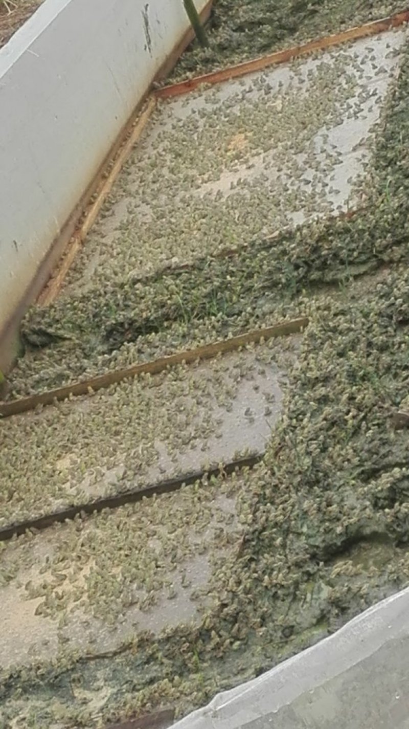 小蛇开口的料