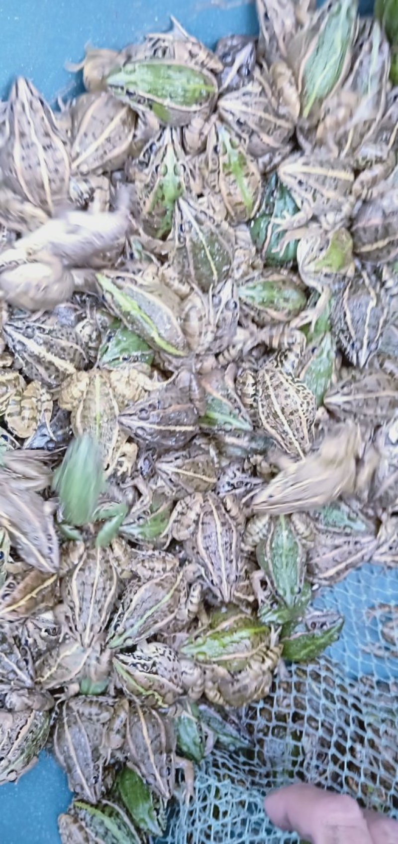 小蛇开口的料
