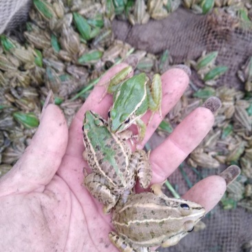 小蛇开口的料