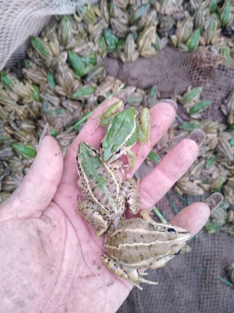 小蛇开口的料