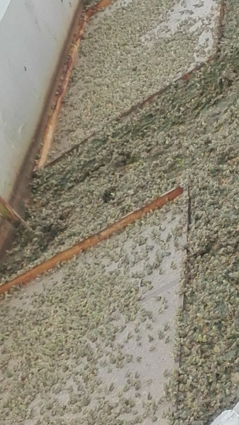 小蛇开口的料