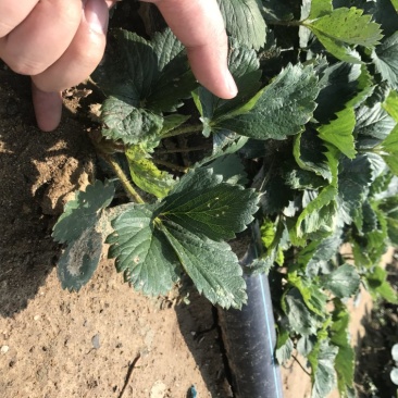 白草莓苗基地直销白草莓苗